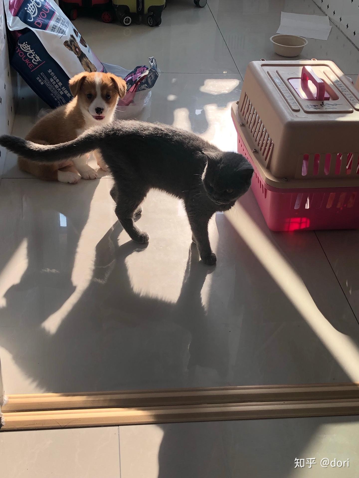 初次猫狗双全,真是母爱爆棚了要! - 知乎
