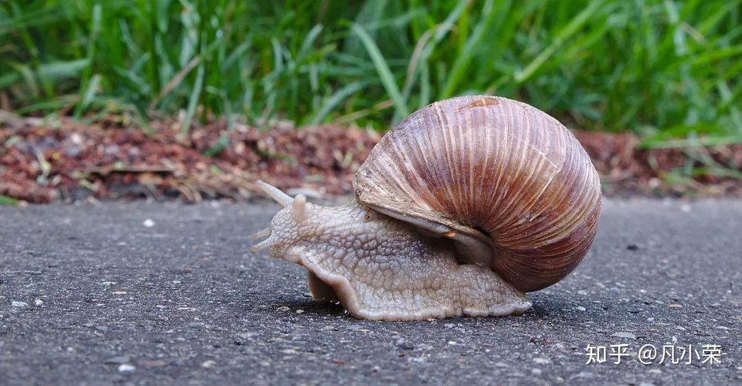 今天，你吃了假的法国蜗牛吗？ 知乎