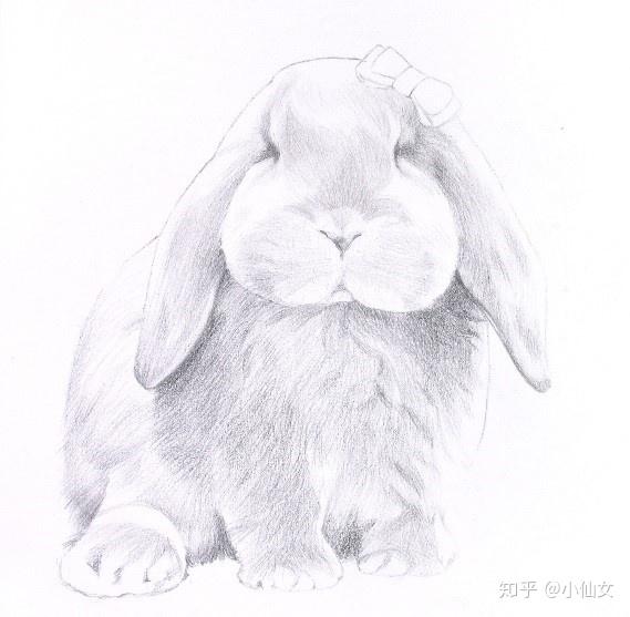 折耳兔的画法图片