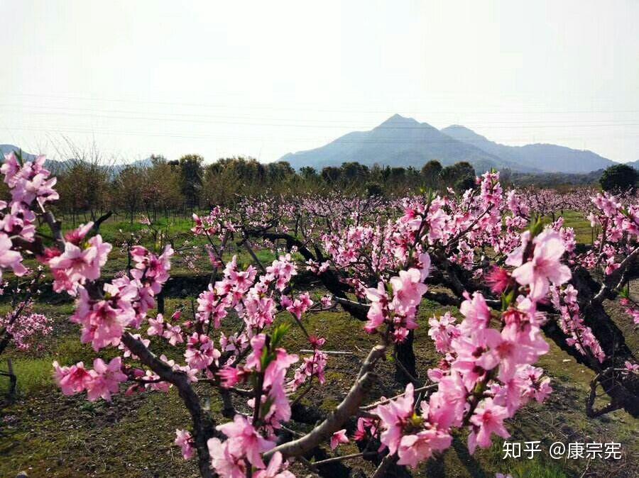 在那桃花盛开的地方原创是谁 v2-c51c641af262cfa92f1bcafef4218422_r.jpg