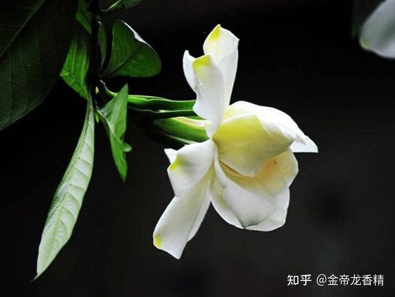 香精与香料(118)—栀子花 - 知乎