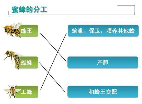 蜜蜂分工到了人类社会,这一特征表现得更加明显