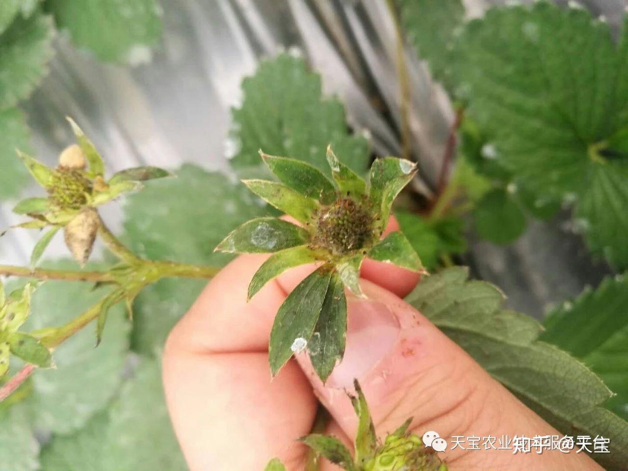 建議精甲·咯菌腈 嘧菌酯 噻蟲嗪 嘉美紅利1000倍液淋根灌根;防治措施