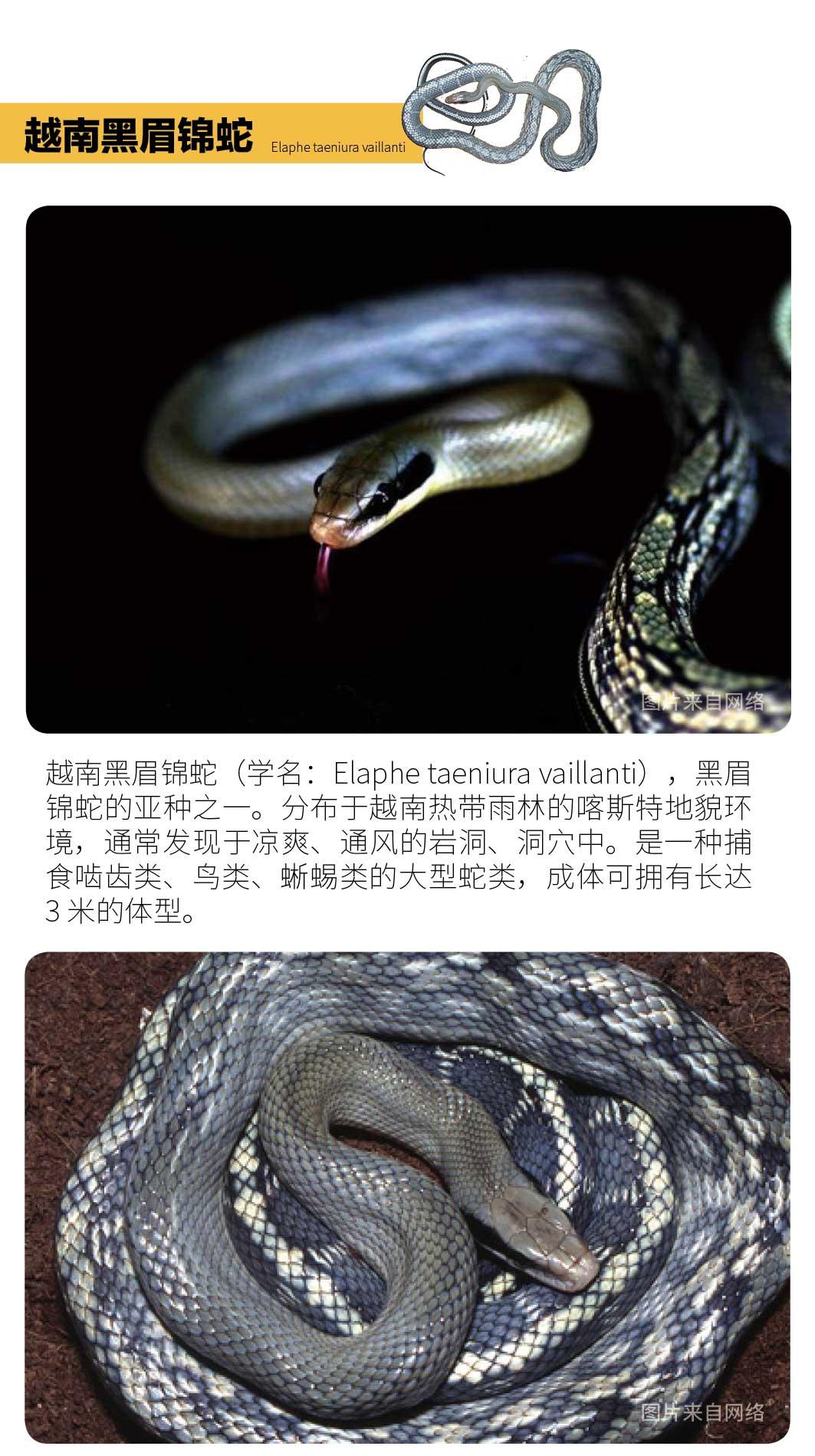 物种小谈┃越南黑眉锦蛇