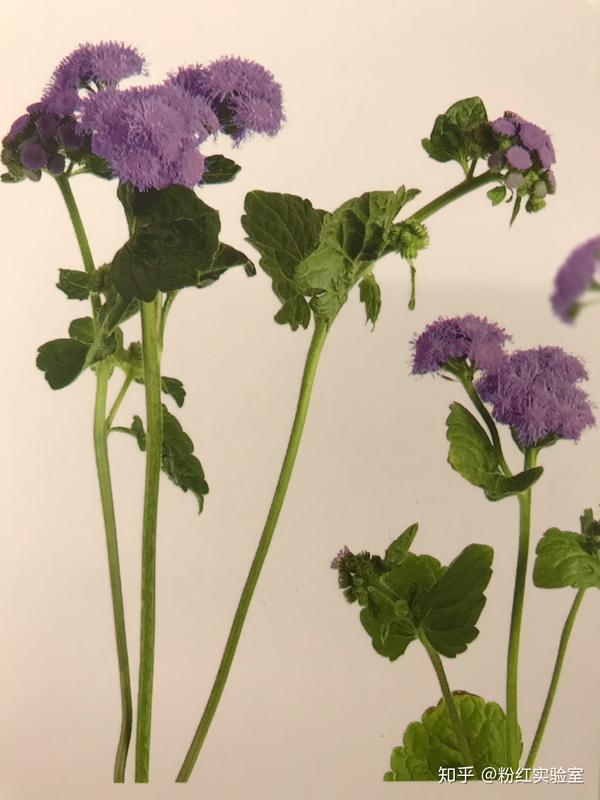 熊耳草ageratumhoustonianum