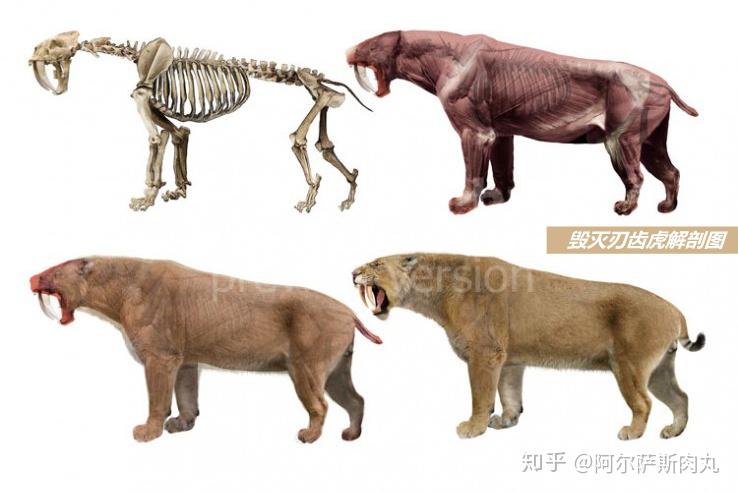 前 言如果把繁盛于二叠纪的丽齿兽类作为开端起算的话,那么包括后续