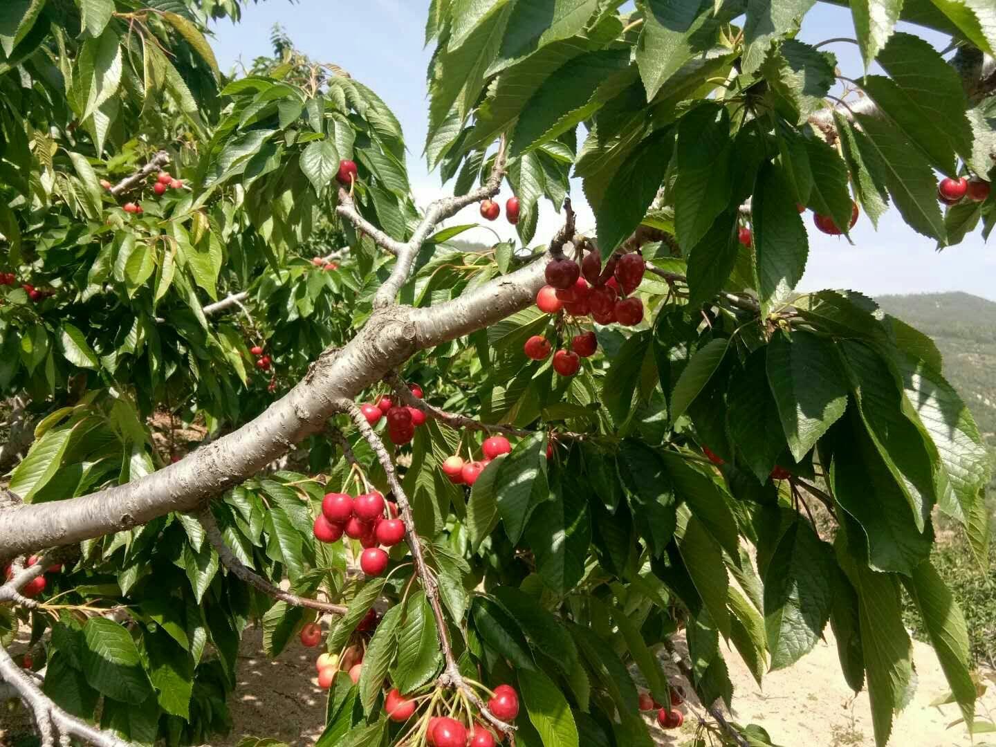 哪里产的樱桃好吃?