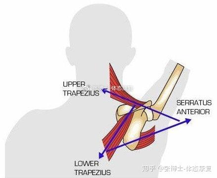 【体态矫正】肩关节功能紊乱的元凶之一:前锯肌的影响与训练方法 - 知乎