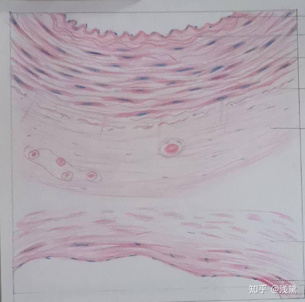 动静脉血管横切手绘图图片