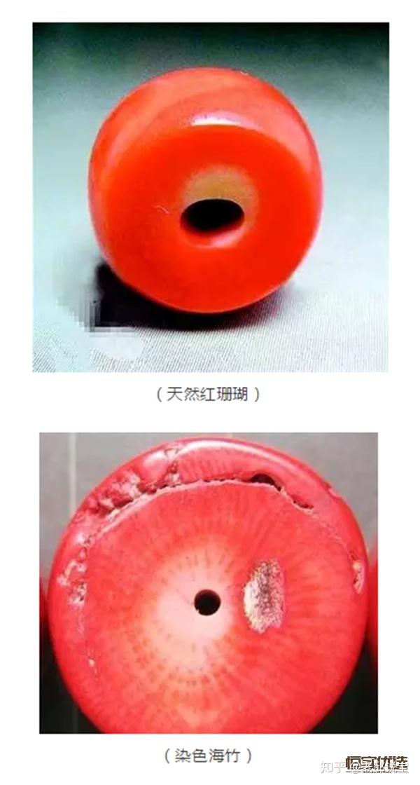 红珊瑚与染色海竹的区别是什么? - 知乎