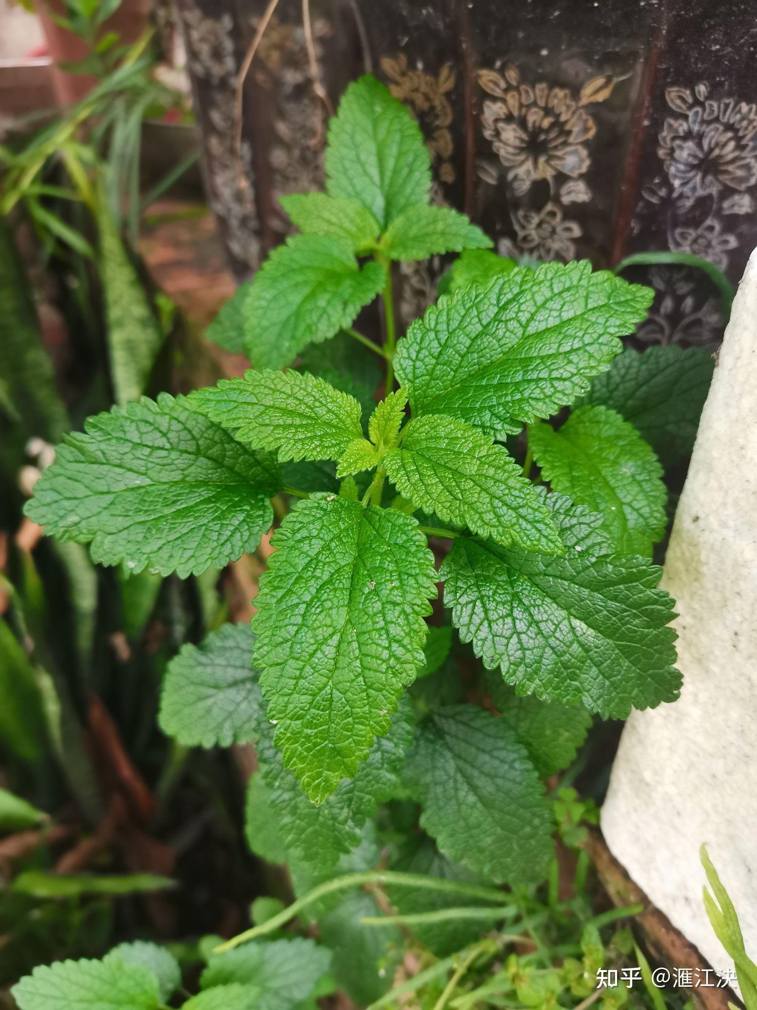 duong1 ming2 山捻子(榜頭)dang1 mia3 南燭赤米 cia2 bhi3 南燭(疑)