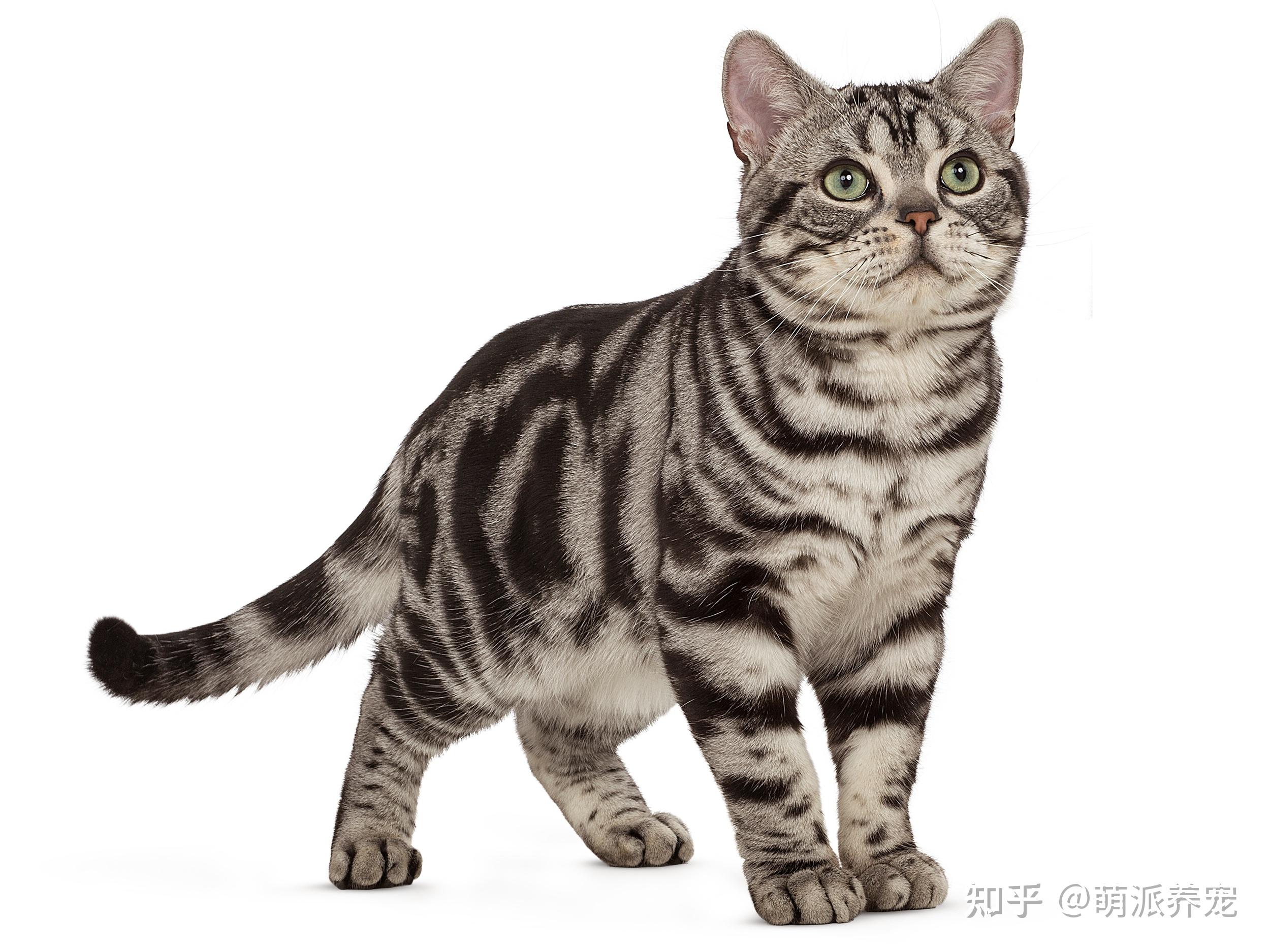 萌喵百科丨最好养的品种猫——美国短毛猫