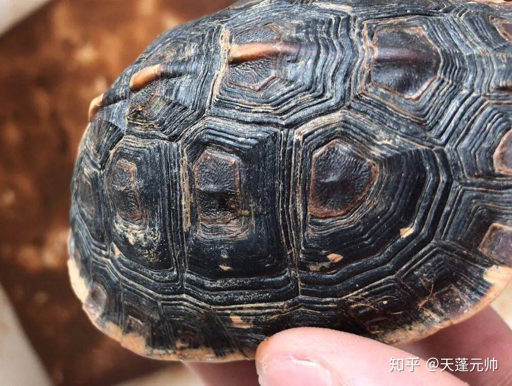 养龟技术浅谈黄缘龟高观赏性品相的培养