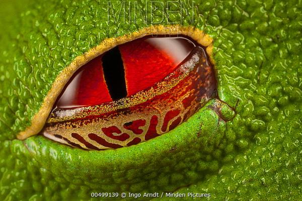 正在睁眼的红眼树蛙眼部特写,可以看到其半透明的网状瞬膜.