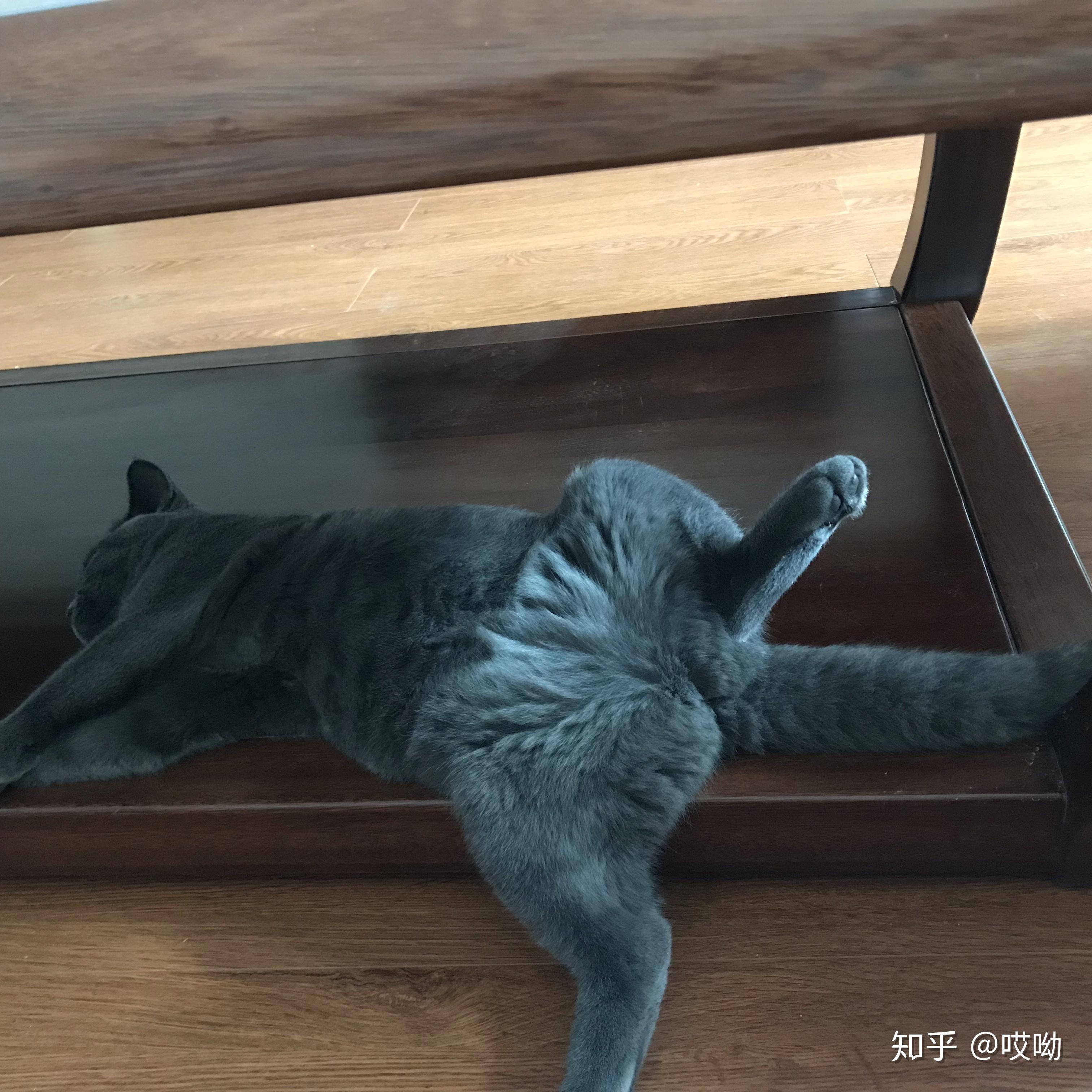 猫咪仰面朝天睡是表达信任了吗?