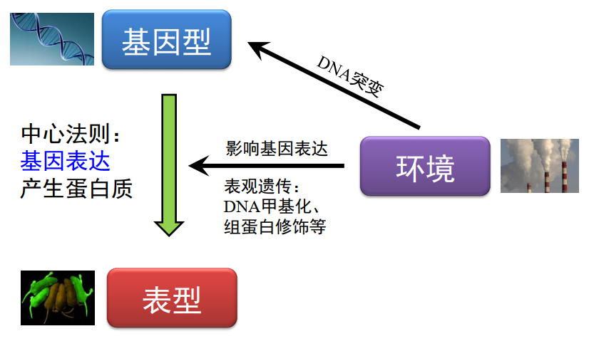 在这个框架下,中心法则至关重要,也就是说,基因型是如何通过表达产生