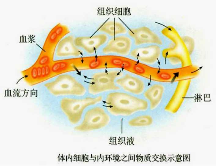 细胞内液和细胞外液图图片