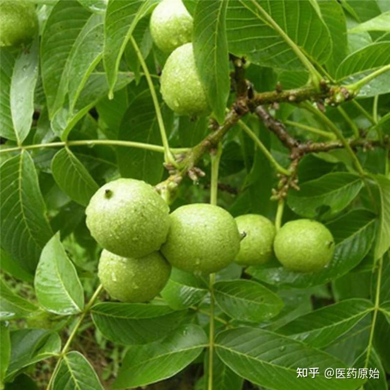核桃仁为胡桃科植物胡桃juglans regia l.的干燥成熟种子.