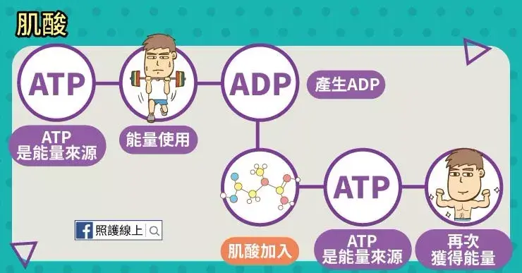 普通人健身要不要吃肌酸吃肌酸有副作用吗