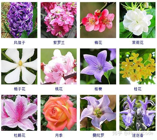 花间密码│史上最全观花植物名称梳理来啦! - 知乎