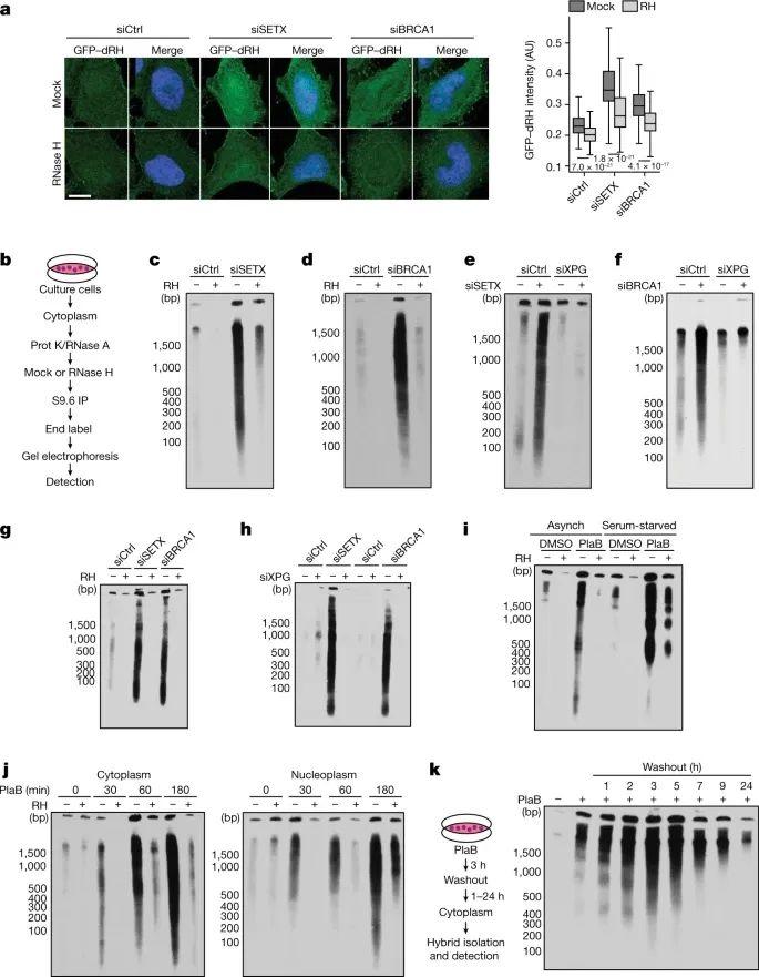 Nature | R-环衍生的RNA-DNA杂交体激活免疫应答 - 知乎