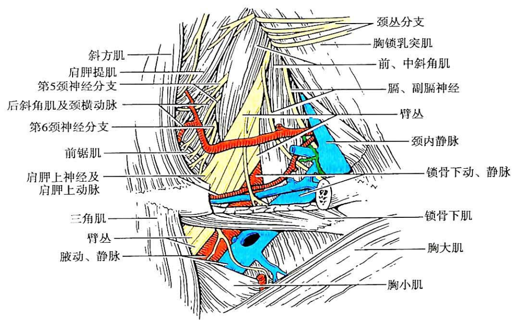 局部解剖学——颈部(颈外侧区、颈部淋巴结) - 知乎