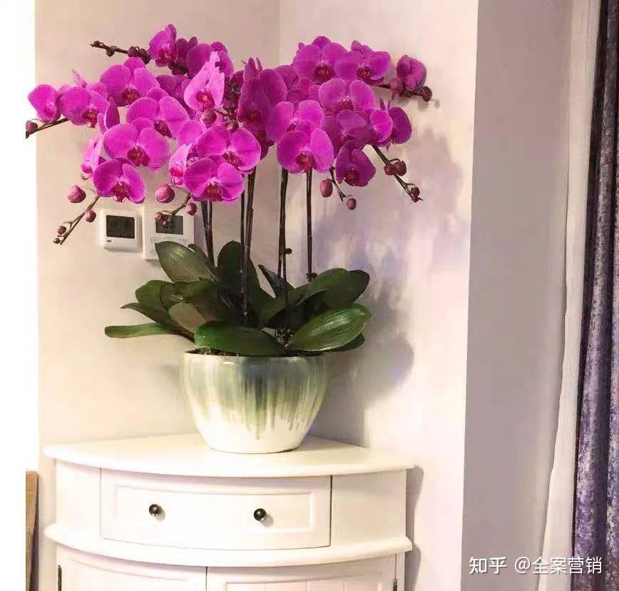 争创天府旅游名县|新年相聚华蓥的君兰天下,有趣又有味!