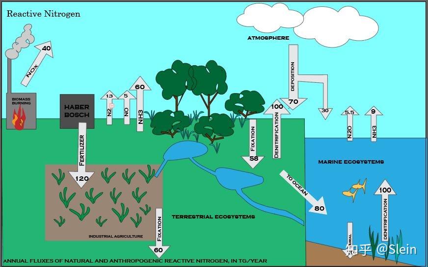 氮,磷物质向水体的转移是水体富营养化的根本原因