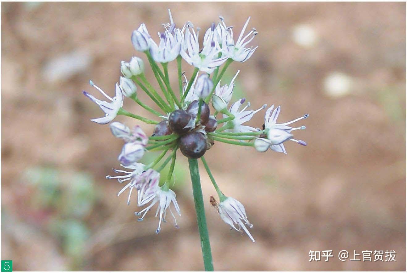 薤白俗称野蒜,你有过挖野蒜的经历吗? - 知乎