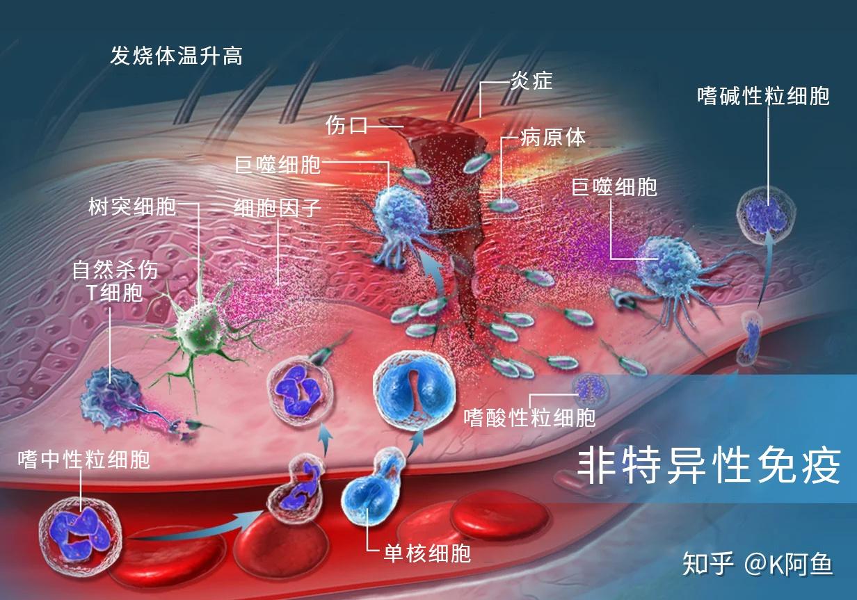 人体特异性免疫图片