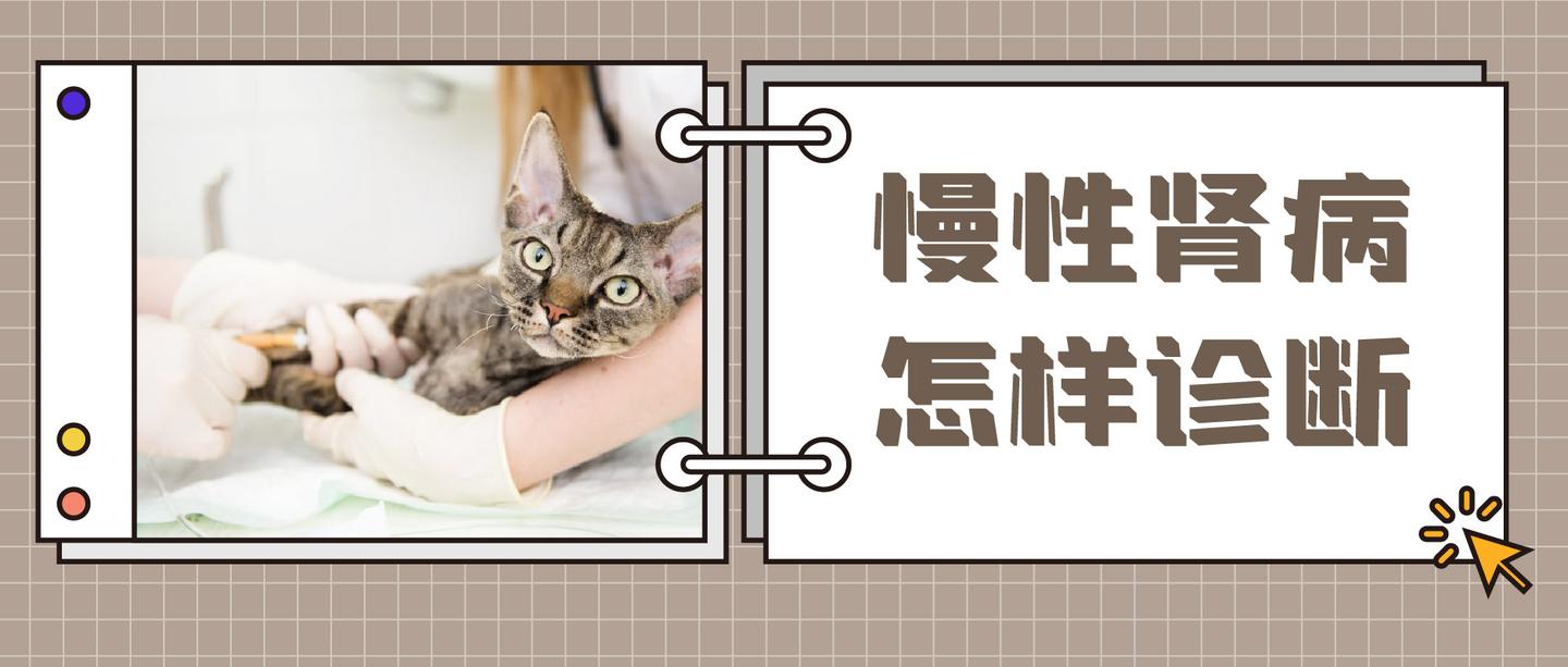 早期没有明显临床症状?慢性肾病可能正在逐渐杀死你的猫- 知乎