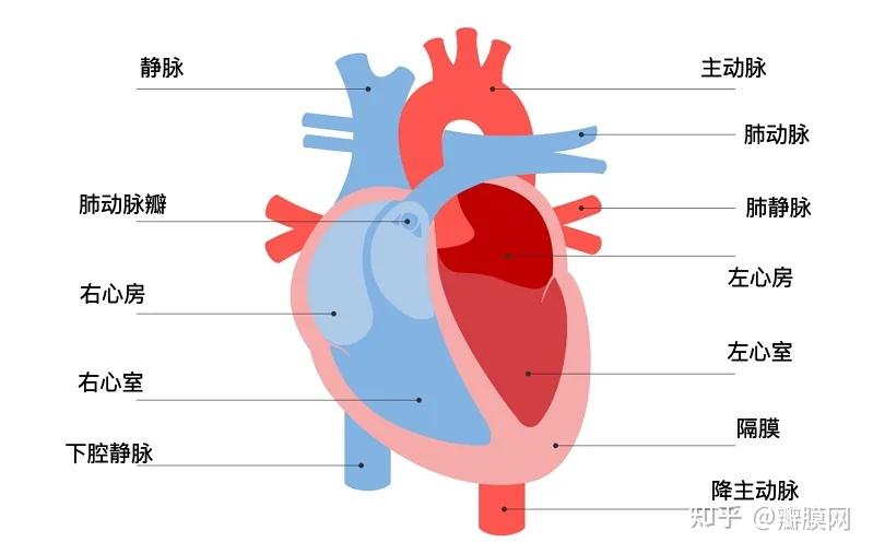 上部的两个腔室为左右心房,下部的两个腔室为左右心室
