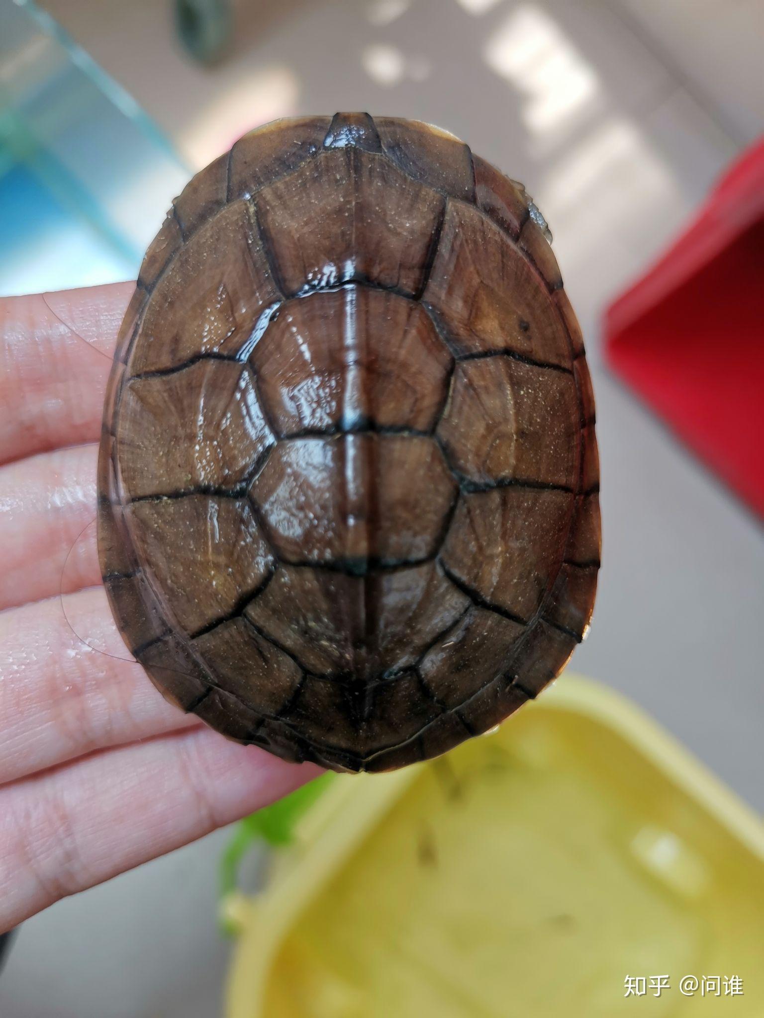 怎么饲养小青龟