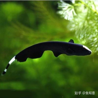 中型观赏鱼:魔鬼刀 - 知乎