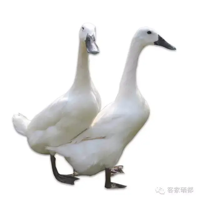 富硒特产——富硒珍品连城白鸭 - 知乎
