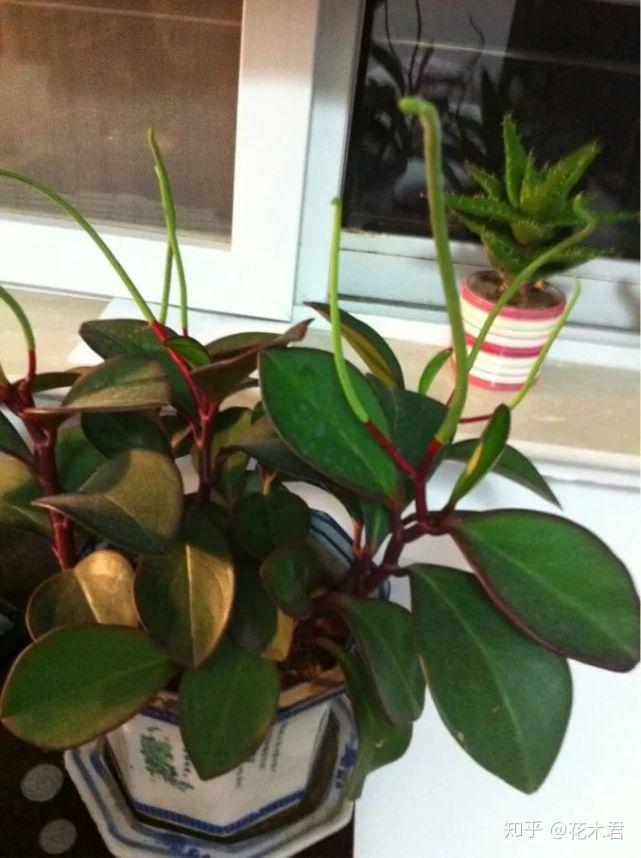 美丽观叶植物11种常见盆栽类椒草的鉴赏及辨识