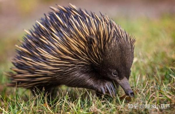 為什麼很多人都喜歡去澳大利亞看野生動物?