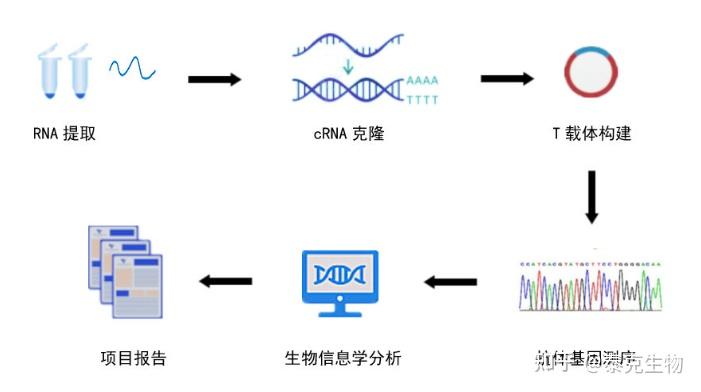 杂交瘤基因测序流程 - 知乎