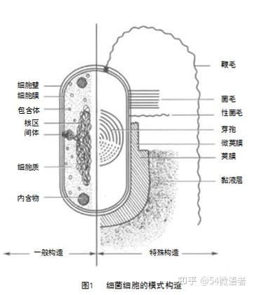 复习笔记1原核生物的形态构造和功能细菌细胞的形态构造功能和群体