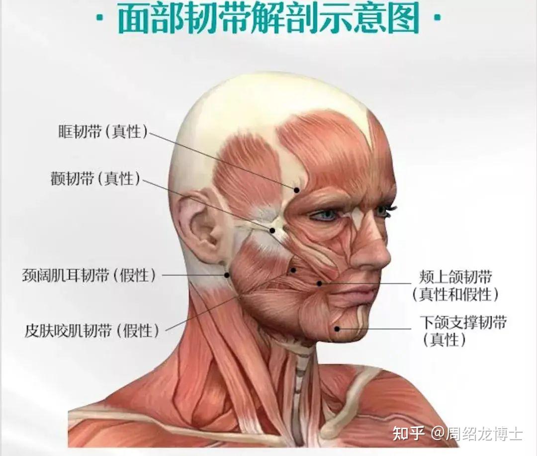 骨相抗衰才能治标又治本 - 知乎
