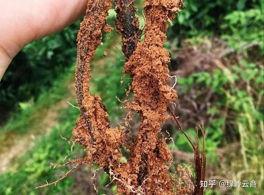 常见九种植物伤根情况及解决方法