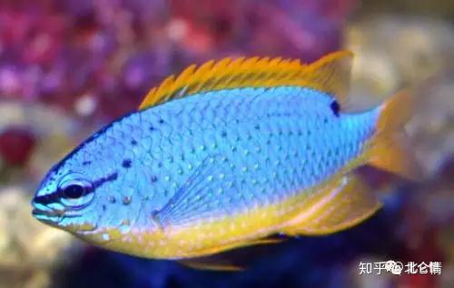 斐济蓝魔,会呈现出妍丽的金黄色的鱼 - 知乎