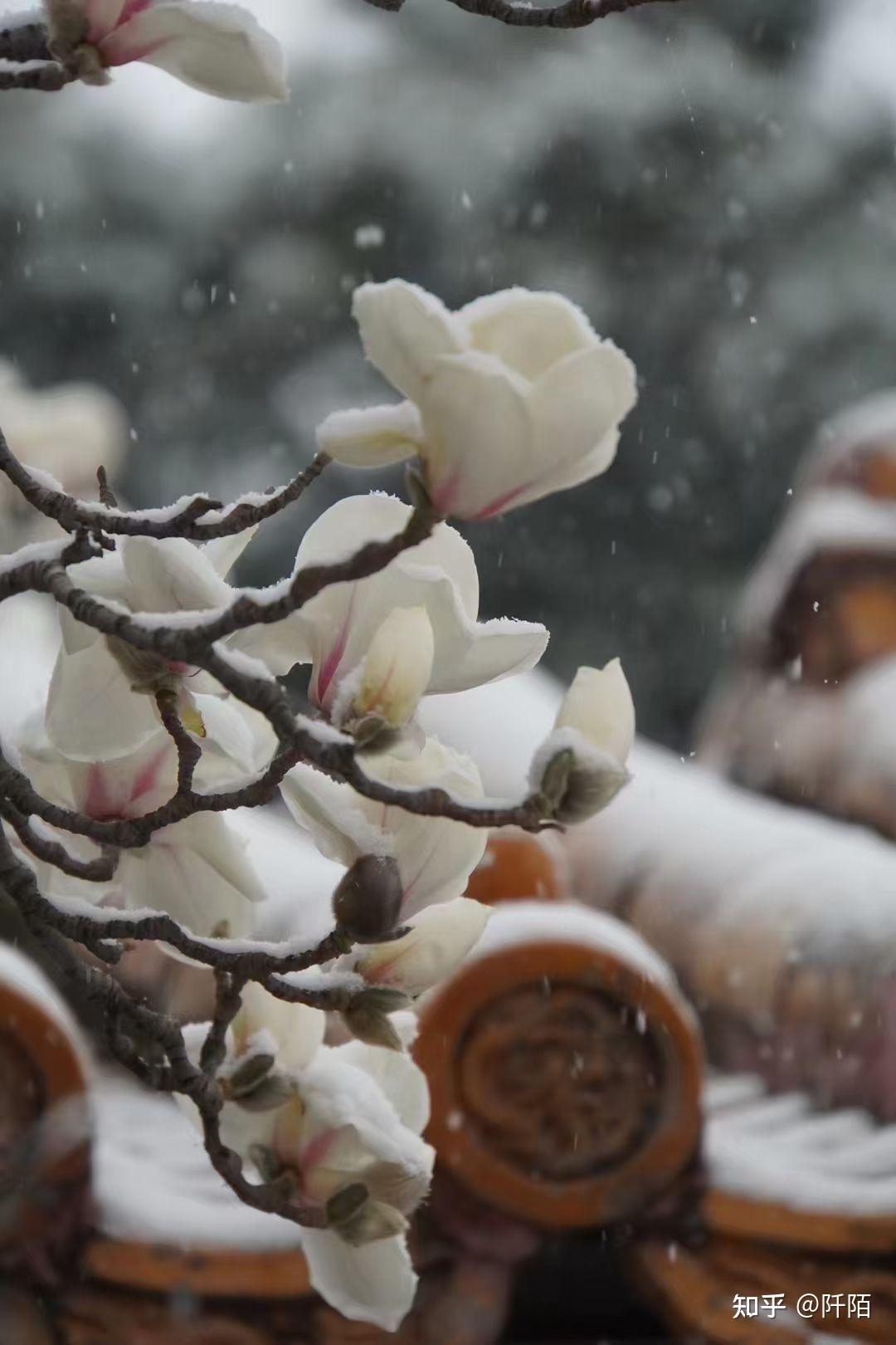 美的不像话三月桃花雪阡陌