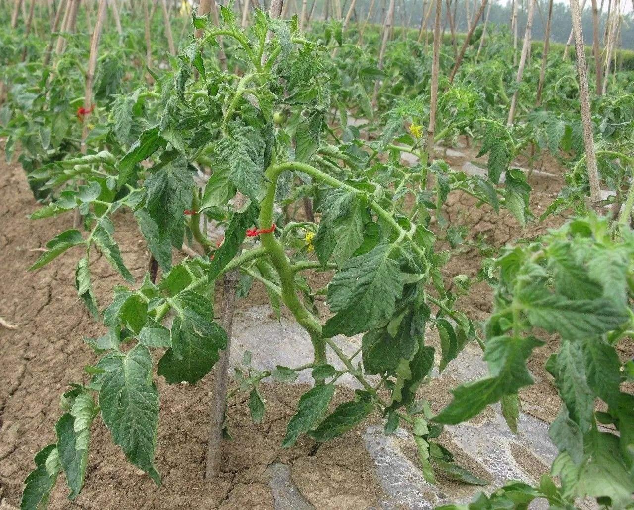 四川人的大食物观②丨把一亩番茄种出四亩产量 这样的大棚有啥奥妙？_四川在线