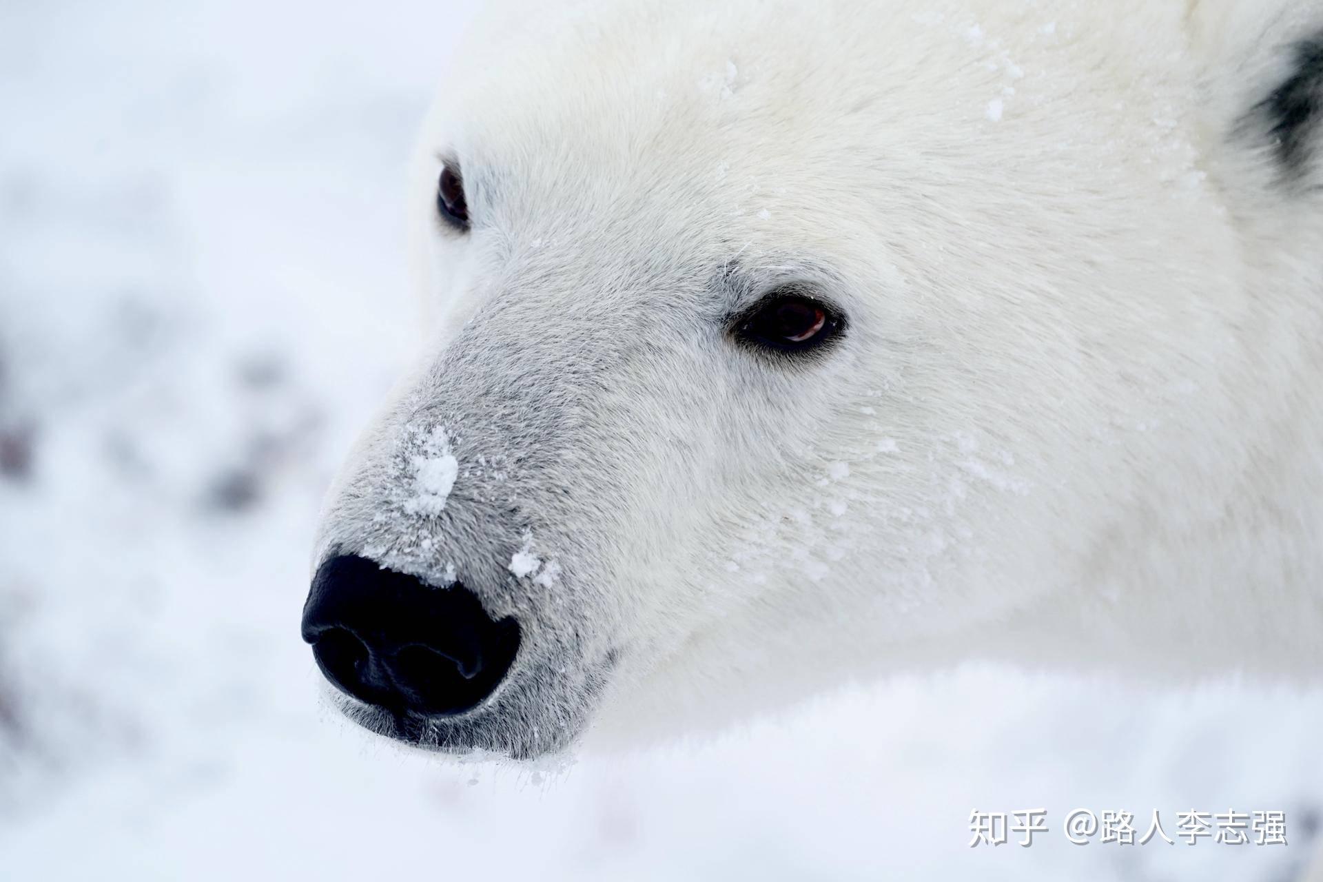 壁纸北极熊，熊，动物，白色，雪高清：宽屏：高清晰度：全屏幕