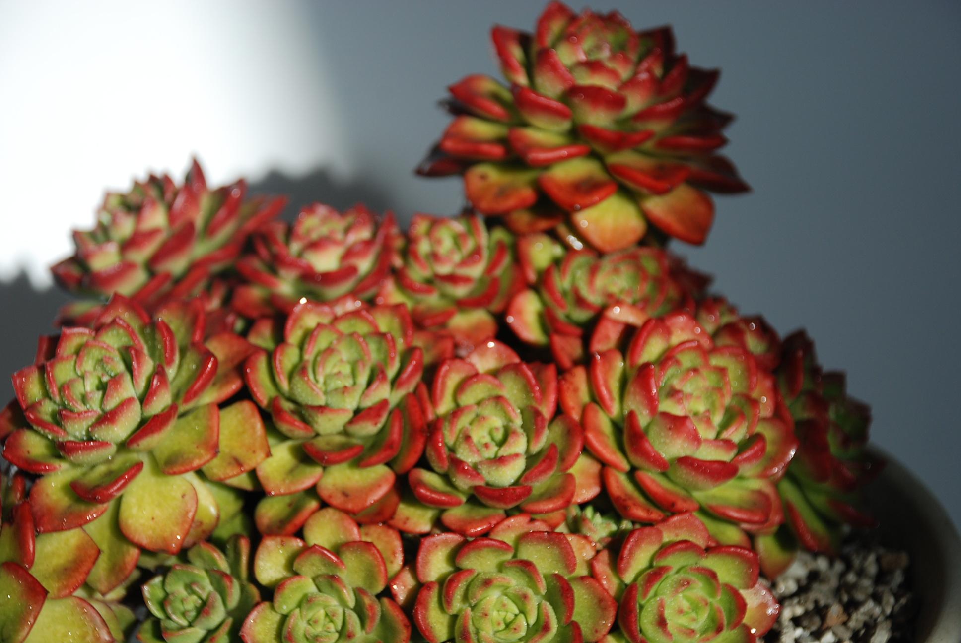 多肉——蒂亚 - 知乎