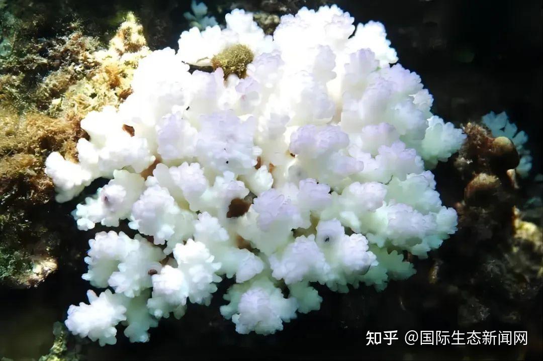 Nature | 全球变暖与珊瑚的大规模白化 - 知乎
