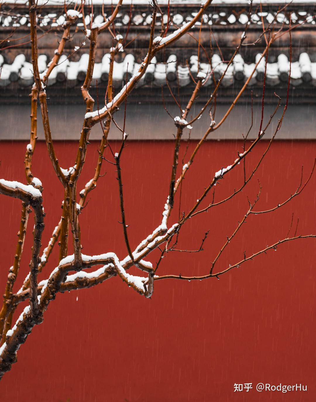 专栏红墙白梅带你梦回临安城