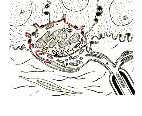 哪些癌症适合用pd-1/pd-l1免疫疗法? - 知乎