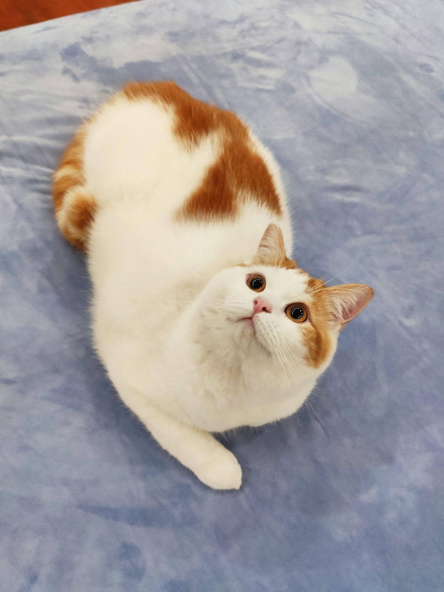 买到一只橘色英短是什么体验